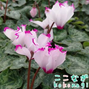 ガーデンシクラメン アブソリュ ドゥ モレル ...の詳細画像1