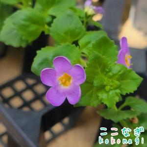 大輪バコパ　スコーピア　ブルー　苗　9センチポット