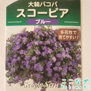 大輪バコパ スコーピア ブルー 苗 9センチポットの詳細画像2