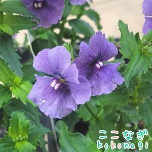 宿根ネメシア　ネシアシリーズ　デニム　苗　9センチポット