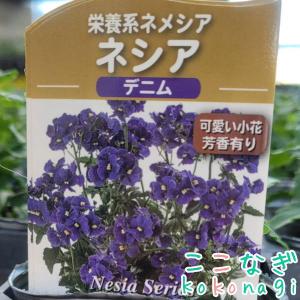 宿根ネメシア ネシアシリーズ デニム 苗 9セ...の詳細画像2