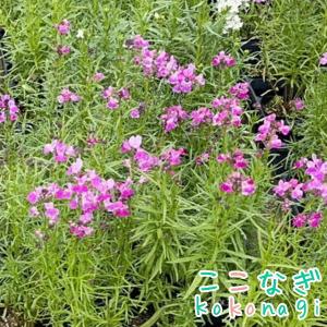 宿根リナリア（ヒメキンギョソウ） プルプレア ピンク 姫金魚草 ひめ