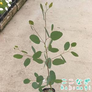 ユーカリ ポポラス(ポリアンセモス) 9cmポ...の詳細画像2