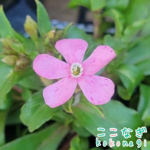 シレネ　カロリニアナ（ピンクパンサー）　ライトピンク　9cmポット　3号