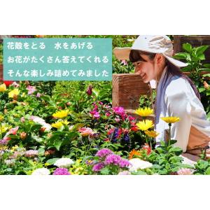 【送料無料】花苗 セット20株 福袋 フラワー...の詳細画像1