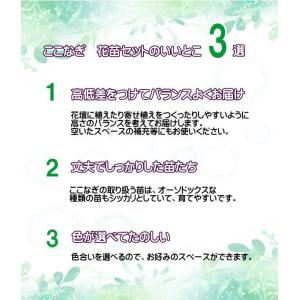 【送料無料】花苗 セット20株 福袋 フラワー...の詳細画像2