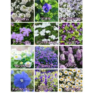 【送料無料】花苗 セット20株 福袋 フラワー...の詳細画像4
