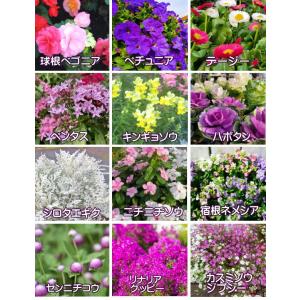 【送料無料】花苗 セット20株 福袋 フラワー...の詳細画像5