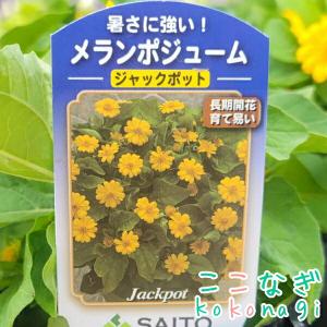 メランポジューム(メランポジウム) ジャックポ...の詳細画像1