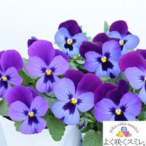 ★予約販売★パンジー　よく咲くスミレ　‘ラムレーズン’　苗　10.5cmポット　3.5号　ビオラ フラワー 花 ガーデニング 花壇 苗 寄せ植え