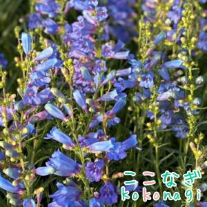 ペンステモン　エレクトリックブルー　9cmポット