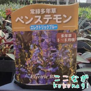 ペンステモン エレクトリックブルー 9cmポットの詳細画像1