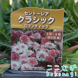 ヤグルマソウ(高性) クラッシック ロマンティ...の詳細画像1