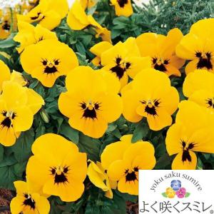 ★予約販売★パンジー よく咲くスミレ ‘マロン...の詳細画像1