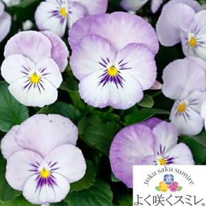 ★予約販売★パンジー　よく咲くスミレ　‘ラベンダーホイップ’　苗　10.5cmポット　3.5号　パンジー フラワー 花 ガーデン ガーデニング 花壇 苗 寄せ植え 庭