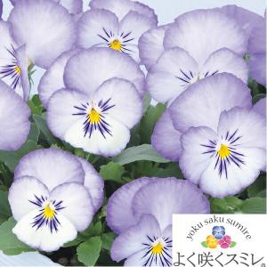 ★予約販売★パンジー よく咲くスミレ ‘ラベン...の詳細画像1