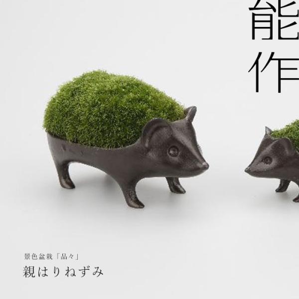 苔盆栽 親はりねずみ 能作＆品品 小林健二 nousaku のうさく 盆栽 苔 グリーン テラリウム...