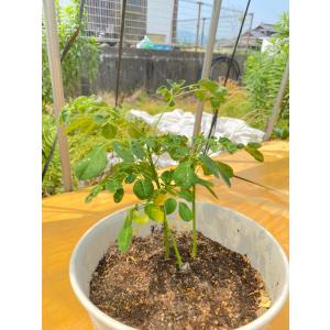 モリンガ 種 (10g) 育て方マニュアル付き...の詳細画像2