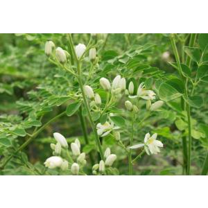 モリンガ 種 (10g) 育て方マニュアル付き...の詳細画像4