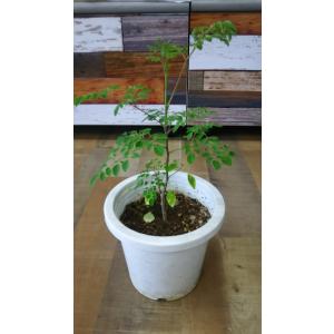 モリンガ 種 (10g) 育て方マニュアル付き...の詳細画像3