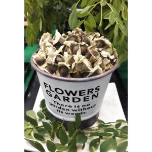 モリンガ 種 (10g) 育て方マニュアル付き...の詳細画像1