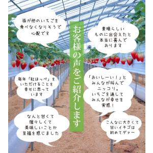 【3月、4月限定】紅ほっぺ4パック・ギフト用&...の詳細画像5