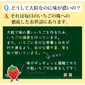 【3月、4月限定】紅ほっぺ4パック・ギフト用&...の詳細画像3