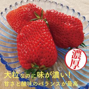 いちご 紅ほっぺ 贈答用 特大いちご 送料無料...の詳細画像2
