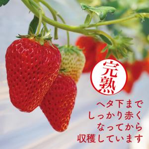 いちご 紅ほっぺ 贈答用 特大いちご 送料無料...の詳細画像3