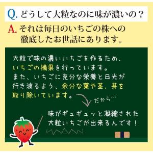 いちご 紅ほっぺ 贈答用 特大いちご 送料無料...の詳細画像4