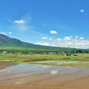 令和7年産 秋田県産 たつこもち 精米 30k...の詳細画像3