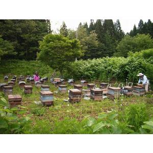 小松養蜂場 玄圃梨(けんぽなし)蜂蜜 1Kgの詳細画像4