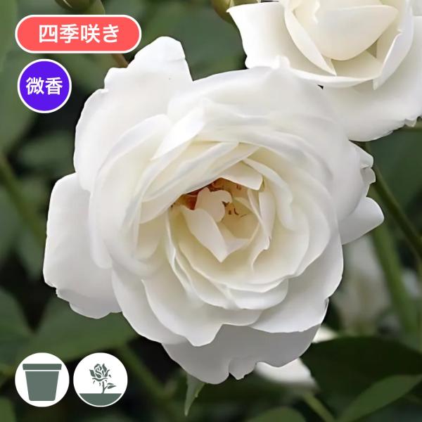 バラ苗 予約新苗 2026 アイスバーグ Iceberg 四季咲き 国産ノイバラ台木使用