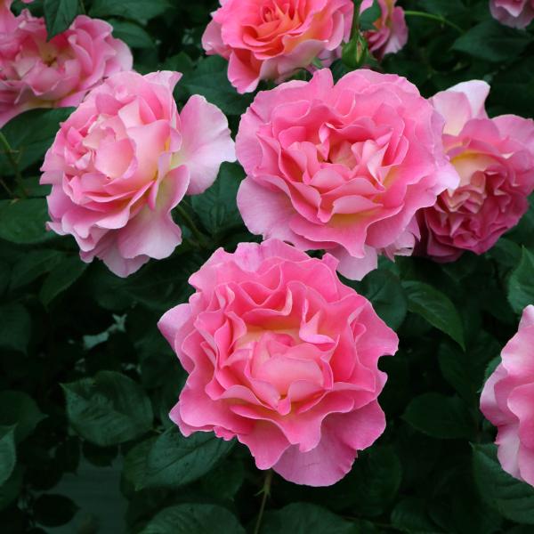バラ苗 鉢植え6寸 2024 ピンク パラダイス Pink Paradise 四季咲き 国産ノイバラ...