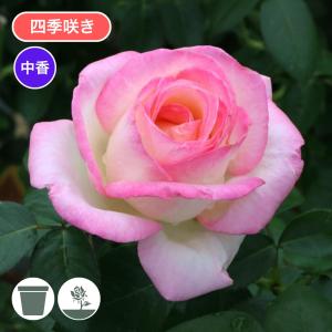 バラ [ 華宵（かしょう） ] 秋苗 大苗 ピンク系 四季咲 (S) 京阪園芸