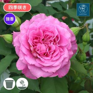 ピンクのバラ苗　ばら苗　挿し木苗　薄ピンク ばら苗 バラ苗 挿し木苗 薄ピンク - メルカリ