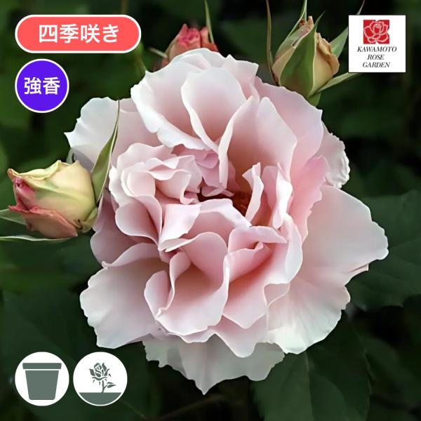 バラ苗 予約大苗 2026 ラ マリエ La Marie 四季咲き 国産ノイバラ台木使用 ラマリエ