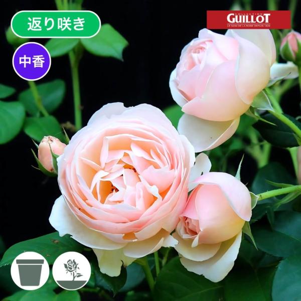 バラ苗 予約大苗 2026 ギヨーNo.1（ラ・プレミエール） Guillot No.1 / La ...