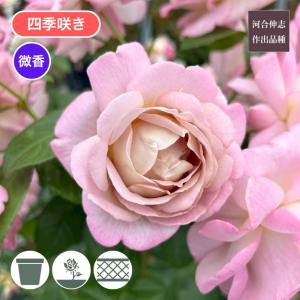クリスマスローズ開花株 DDエクリプス 346 現品限り : 金井園芸 - 通販