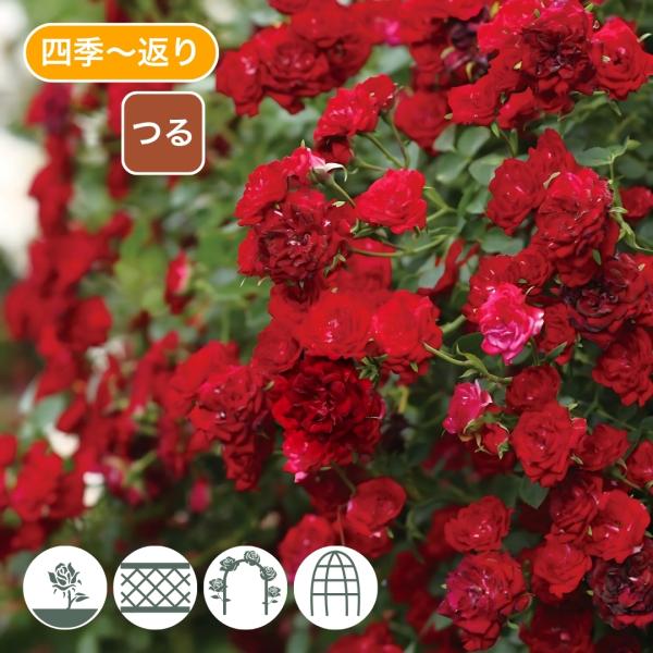 バラ苗 予約大苗 2026 レッド キャスケード Red Cascade 国産ノイバラ台木使用 レッ...