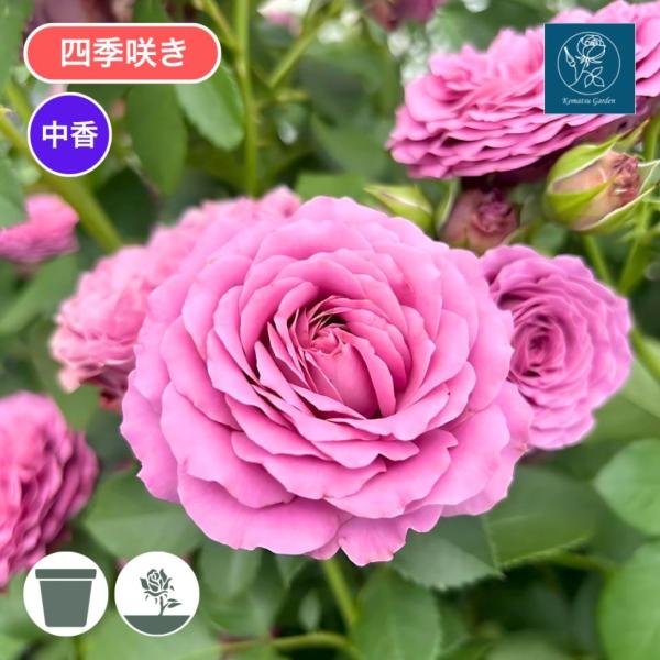 バラ苗 予約大苗 2026 ルナリィ Lunaly 四季咲き 国産ノイバラ台木使用 ルナリイ