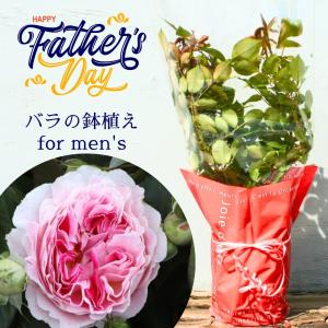 父の日 鉢植え バラ苗 6号鉢 2025 ホリデー アイランド ピオニー Holiday Island Peony 四季咲き 国産ノイバラ台木使用 ホリデーアイランドピオニー