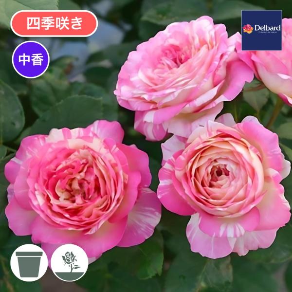 バラ苗 予約大苗 2026 マルクシャガール Marc Chagall 国産ノイバラ台木使用