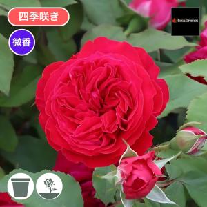 コメント下さい✦まずは2苗のみ☆バラ苗✦ꕥ。.予約ꕤ‿ꕤ.。 バラ苗 予約大苗 2026 マイ ディア My Dear 国産ノイバラ台木使用