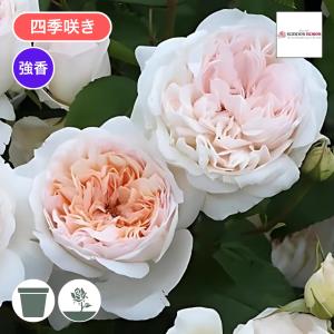 バラ苗 大苗 2026 紫式部 Murasaki Shikibu 四季咲き 国産ノイバラ台木