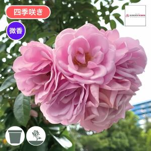 バラ苗 予約新苗 2026 プロローグ Prologue 四季咲き 海外ブランド