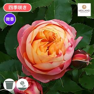 バラ苗 大苗 2026 ベビー ロマンティカ Baby Romantica 四季咲き 国産ノイバラ台木使用 ベビーロマンティカ