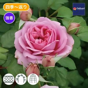 バラ苗 鉢植え6寸 2025 ローズ ポンパドゥール Rose Pompadour 国産ノイバラ台木使用 ローズポンパドゥール