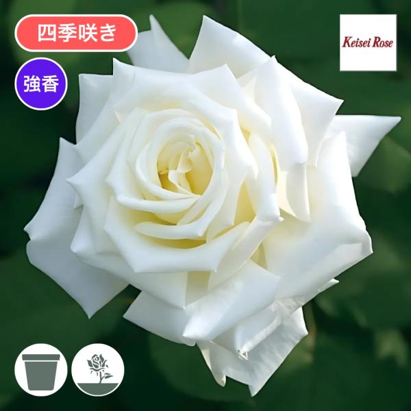 バラ苗 予約大苗 2026 ヨハネ パウロ 2世 四季咲き 国産ノイバラ台木使用 ヨハネパウロ2せい