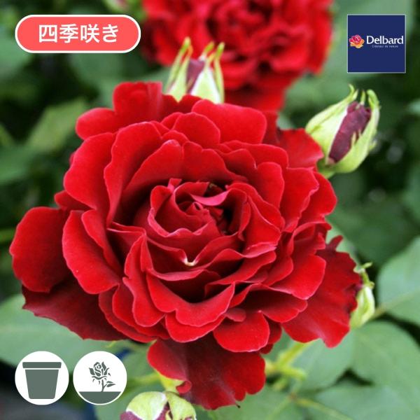 バラ苗 予約大苗 2026 オマージュ ア バルバラ 四季咲き 国産ノイバラ台木使用 オマージュアバ...